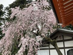 お花見ハイキングin高尾山