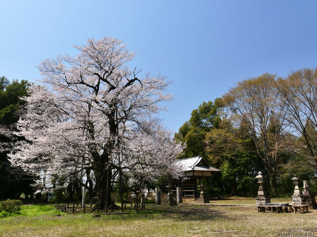 群馬県邑楽町の「長柄神社」へ、サクラを見に行きました。参道の「ソメイヨシノ」、「拝殿」の傍の「エドヒガンザクラ」(←町指定天然記念物です)ともに満開でした。<br /><br />境内では、大きなサクラの木が何本か伐採されていて、空が広くなり、境内が明るくなりましたが、全体としては、サクラの花が減って寂しくなりました。