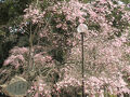 ２０２５年４月　山口県・山口市　徳佐八幡宮の枝垂れ桜を見る。津和野太鼓谷稲成参拝