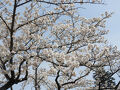 横浜市のこども自然公園で花見 