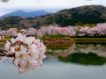 日本最大の研究学園都市で...お花見 ♪