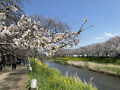 2025年4月　朝霞を流れる黒目川で花見