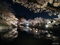春旅は桜を求めて滋賀・三重・愛知へ（２）彦根城と夜桜散歩