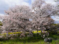 2025.4 満開の桜を訪ねて（3）～狩宿の下馬桜