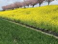 思川桜と明治時代のレンガ窯