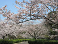 ２０２５年４月９日　山口県　山陽小野田市　須恵健康公園で今年最後の花見　