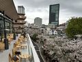 2025年春、"目黒川の桜"③/完 4月6日（月）朝・小雨。"Starbucks Reserve Roastery" で、今年の桜を見納め！