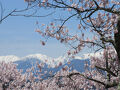 天下一の高遠城址の桜　バックに中央アルプスの残雪