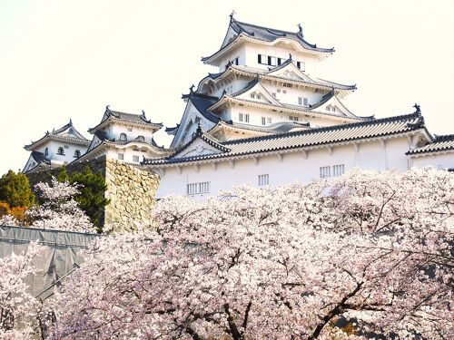 2025年4月 世界文化遺産姫路城の桜を鑑賞します！』姫路