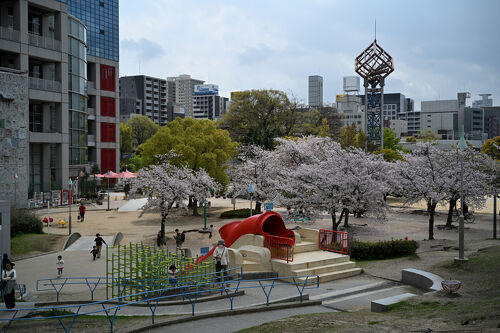 2025 扇町公園のさくら散歩』大阪の旅行記・ブログ by naoさん