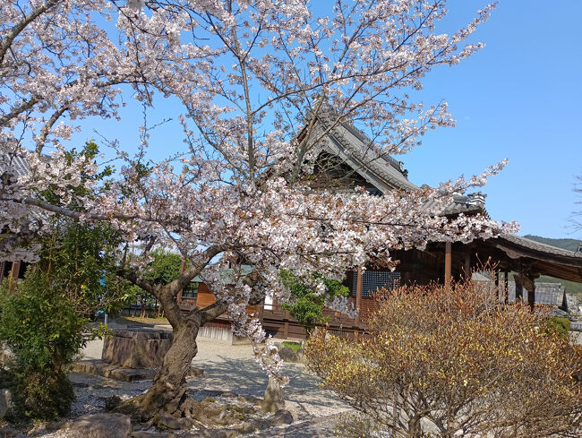 桜が満開
