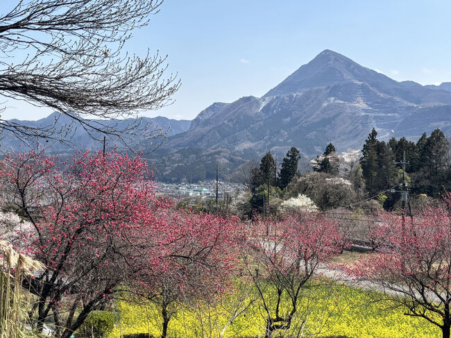 けんいちの1人旅です。<br /><br />1月に始めた秩父札所巡礼2巡目に挑みます。<br />今月末に四国八十八ヶ所霊場遍路に向かいます。予行演習＆装備点検のため1泊2日で歩きます。<br />ちょうど桜が綺麗な時期でした。<br /><br />1日目（トータル4日目）です。[2025年4月5日]<br /><br />◇◇◇◇◇◇◇◇◇◇◇◇◇◇◇◇◇◇◇◇◇◇◇◇◇◇<br />〈4日目の巡礼歩行距離・歩数〉<br />17.7km・27,607歩<br /><br />〈1番札所からの巡礼トータル歩行距離と歩数〉<br />4日間　55km  85,634歩