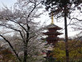 桜紀行、日野・高幡不動