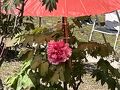 ⑧マダムの暮らすように旅する福岡4月編　4日目　日帰りバス旅行の３　清水山牡丹園