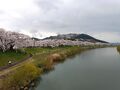 船岡城址公園の桜を見に行く～春ののんびり電車旅～