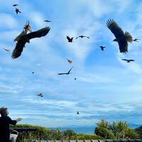 早春の房総半島と、お江戸の梅まつり。