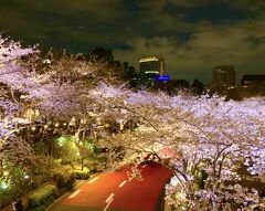六本木散策　お花見へ