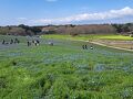 国営ひたち海浜公園から磯原へ