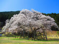 日帰り花見旅で岐阜と彦根へ　①根尾谷淡墨桜
