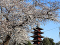 ２０２５年春　池上本門寺満開桜