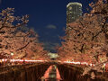 都内昼飲みハシゴ酒とほろ酔い中目黒夜桜見学！