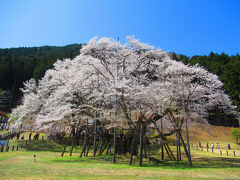 日帰り花見旅で岐阜と彦根へ　①根尾谷淡墨桜