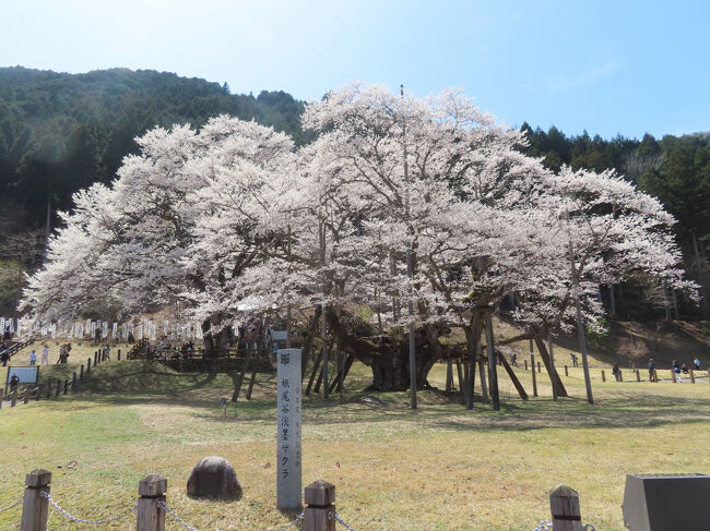 この旅行では、4月9日(水)~11日(金)の<br />2泊3日でプロ野球を2試合観戦する目的で旅行へ行きました。<br /><br />4月9日(水)・10日(木)<br />中日ドラゴンズvs広島東洋カープ<br />バンテリンドームナゴヤで2試合観戦しました。<br /><br />プロ野球の試合はナイターなので、<br />合間にマンホールカードも貰える場所へ巡ります。<br /><br />試合観戦以外は、マンホールカードを収集するために<br />岐阜県のあちこちへ行きます。<br />マンホールカード収集という目的が無ければ、<br />自分からは進んで行かないような自治体や場所があり、<br />行った自治体や場所は、良い場所だったりしました。<br /><br />限られた滞在時間の中では収集がメインになり<br />観光はゆっくりとは出来ませんでした。<br /><br />