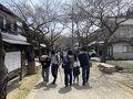 新庄村のがいせん桜祭り