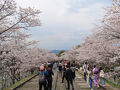 京都桜紀行２０２５　毘沙門堂、蹴上インクライン、南禅寺　(琵琶湖疎水に沿って）