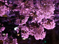 2025年花見　紀尾井町