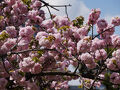20250415-2 汐留 染井吉野の時季を過ぎた浜離宮庭園は、八重桜と里桜の季節を迎える
