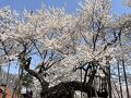 春の甲府～山高神代桜～