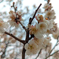 山梨温泉旅行〈１〉シャトレーゼホテル石和で車中泊♪アイス食べ放題♪不老園で梅鑑賞も～