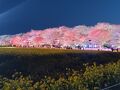 幸手権現堂桜堤に行ったらカウントダウンTVの中継に遭遇