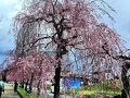 シニアトラベラー！福島の桜満喫の旅⑤