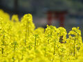 黄色の世界♪　～加古川市の棚田の菜の花～