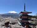 今が見頃　新倉富士浅間神社のお花見と西湖　いやしの里根場（ねんば）へ
