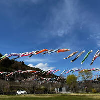 伊東園ホテルズ開拓　リバーサイド上田館　春の花々の競演　その１