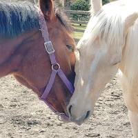 ⑬２０２５年４月　北海道　その４　苫小牧・札幌