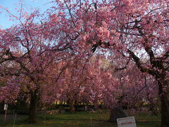 香積院・蛇池神社・庄内緑地公園の桜2025