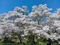 伊那路２０２５桜　【２】高遠城址公園２
