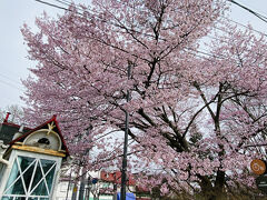 2025年4月 桜咲く軽井沢で特になにもしない2泊3日