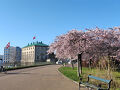 広い公園に満開の桜、歴史を感じる美しい建物の数々