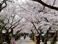 2025年の新庄村がいせん桜