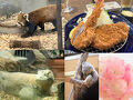 夏日の東山動植物園　大人気のレッサーパンダ　日本ではここだけ！コモドオオトカゲのタロウ　マメゾンのトンカツランチ