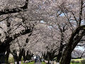 桜前線追いかけ東北へ２圧巻の北上展勝地と青の洞窟