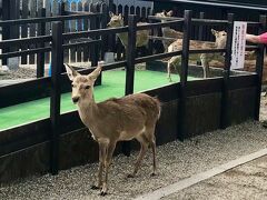 弾丸フェリーで奈良へ一人旅［後半］奈良公園お散歩編