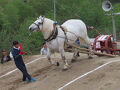 晴れおじさん「東北輓馬競技大会」を見に行く