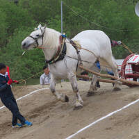 晴れおじさん「東北輓馬競技大会」を見に行く