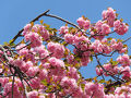 八重桜を見に菊名カーボン山公園へ。